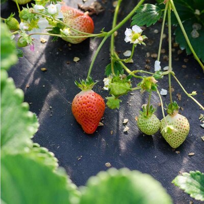 糸島の美味いあまおう270g×2パック(A品B品含む3L-5L)磯本農園TANNAL[ATB003]