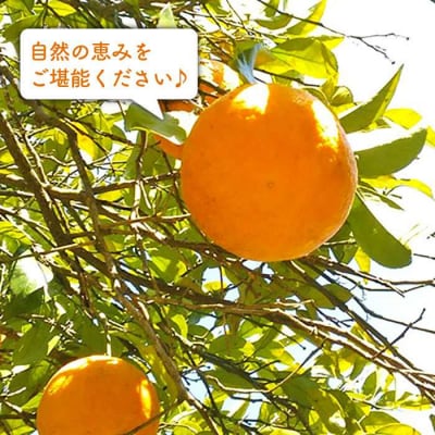 甘夏10kg【栽培期間中農薬・化学肥料不使用】 糸島市/大石ファーム[ATE004]