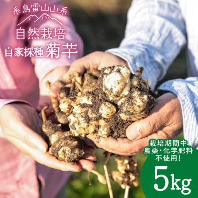 糸島産菊芋5kg自然栽培 糸島市/大石ファーム[ATE008]