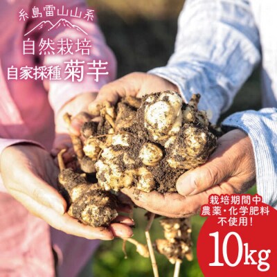 糸島産菊芋10kg自然栽培 糸島市/大石ファーム[ATE009]