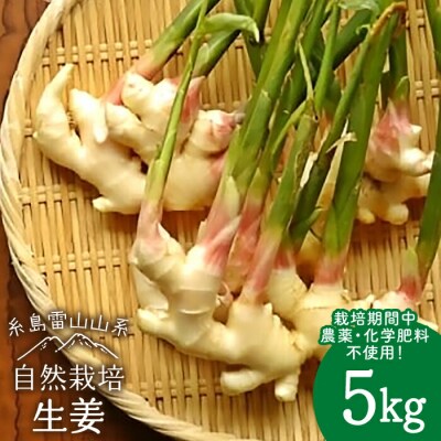 糸島産生姜5kg自然栽培 糸島市/大石ファーム[ATE011]