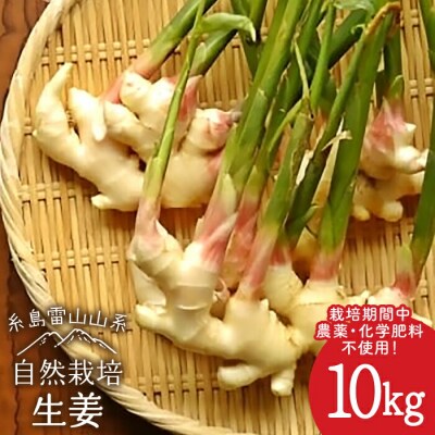 糸島産生姜10kg自然栽培 糸島市/大石ファーム[ATE012]
