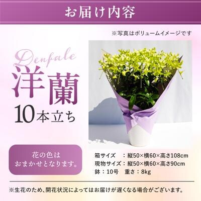 【ギフトに】デンファレ(洋蘭)10本立ち 糸島市/和饗エコファーム株式会社 [AVI001]