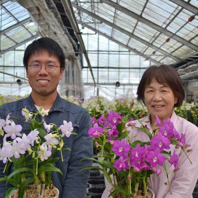 【10セット限定】デンファレ(洋蘭)10本立ち《糸島》【和饗エコファーム株式会社】[AVI001]