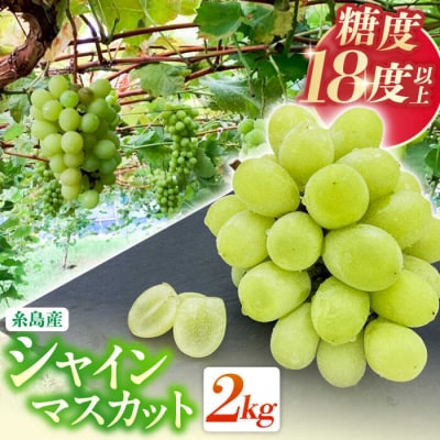 【糖度18度以上】糸島産 シャインマスカット 2kg 糸島市/和饗エコファーム[AVI007]