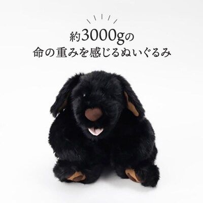 パトランの黒(通称:クロラン)糸島市/科学工房未來[AYI002]