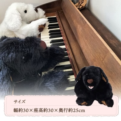 パトランの黒(通称:クロラン)糸島市/科学工房未來[AYI002]