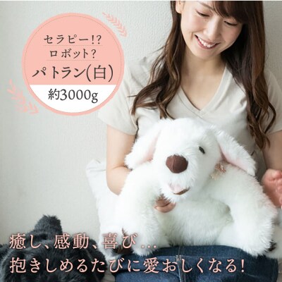 パトランの白(通称:シロラン)糸島市/科学工房未來[AYI003]