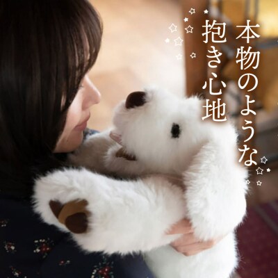 パトランの白(通称:シロラン)糸島市/科学工房未來[AYI003]