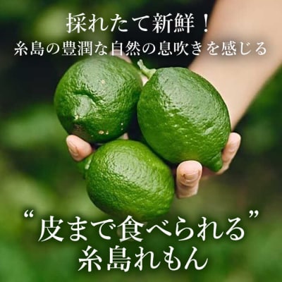 【防腐剤・ワックス不使用】糸島れもんA3kg(30個前後)糸島市/株式会社糸島れもん[AYL001]