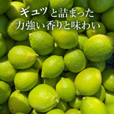 【防腐剤・ワックス不使用】糸島れもんA3kg(30個前後)糸島市/株式会社糸島れもん[AYL001]