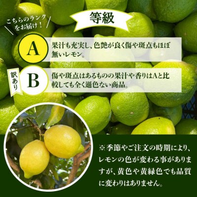 【防腐剤・ワックス不使用】糸島れもんA3kg(30個前後)糸島市/株式会社糸島れもん[AYL001]