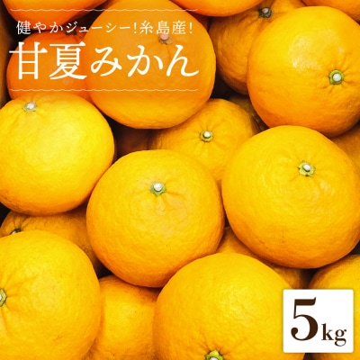 健やかジューシー・夏の味 糸島産甘夏みかんM-L玉・約5kg 二丈赤米産直センター [ABB007]