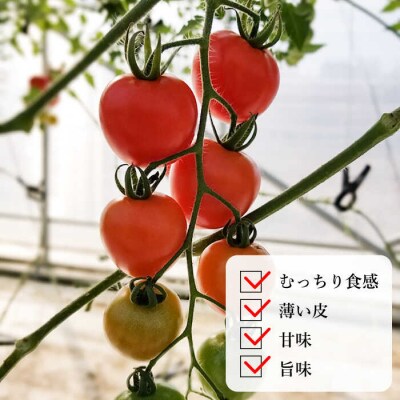 【訳あり】糸島二丈岳 【ふもとのトマト】 約2kg 専用箱入り/株式会社さいかい[AFL003]