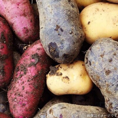 【全6回定期便】糸島産 朝採れ 温野菜&生食野菜セット オーガニックナガミツファーム[AGE020]