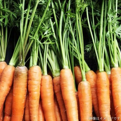 【全6回定期便】糸島産 朝採れ 温野菜&生食野菜セット オーガニックナガミツファーム[AGE020]