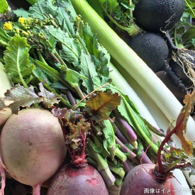 旬 野菜+プレミアム野菜+果物 セット 熨斗付き オーガニックナガミツファーム[AGE022]