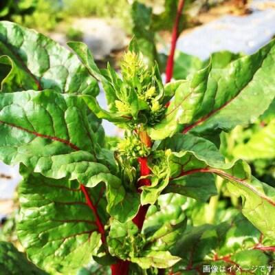 旬 野菜+プレミアム野菜+果物 セット 熨斗付き オーガニックナガミツファーム[AGE022]