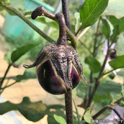 旬 野菜+プレミアム野菜+果物 セット 熨斗付き オーガニックナガミツファーム[AGE022]