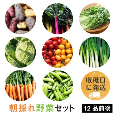 【福岡県糸島産】 朝採れ野菜セット (12品前後) オーガニックナガミツファーム [AGE023]