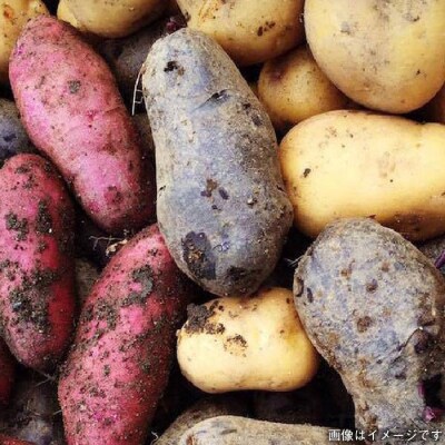 【福岡県糸島産】 朝採れ野菜セット (12品前後) オーガニックナガミツファーム [AGE023]