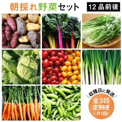 【全3回定期便】糸島産 朝採れ野菜セット(12品前後) オーガニックナガミツファーム[AGE024]