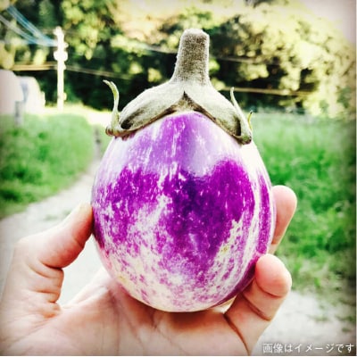 【全9回定期便】朝採りオーガニック旬野菜5品+糸島産 大ヒット特産加工品2品セット[AGE031]