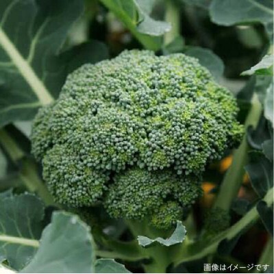 選べる!オーガニック野菜7品セット 冬～春限定【オーガニックナガミツファーム】 [AGE033]