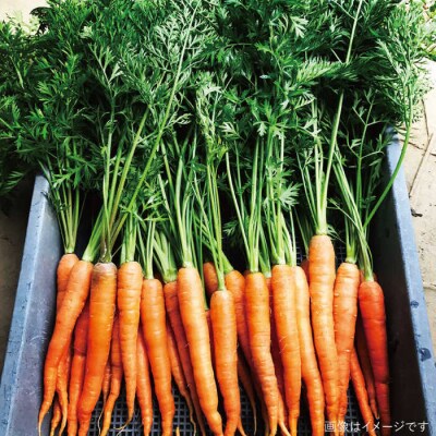 バーベキュー・グリル用朝採れ野菜特選セット 福岡県糸島産(7-8人分) [AGE039]