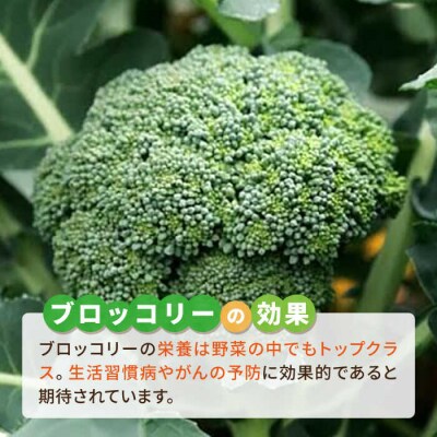 ブロッコリー500g 冷凍 旬の時期に急速冷凍 糸島産 オーガニックナガミツファーム[AGE043]