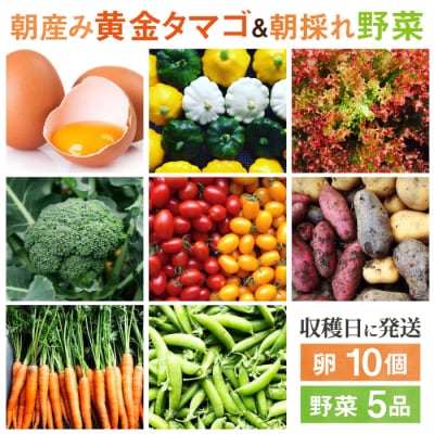 糸島の朝産み黄金タマゴ10個 朝どれ新鮮野菜5品セット オーガニックナガミツファーム[AGE046]