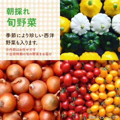 糸島の朝産み黄金タマゴ10個 朝どれ新鮮野菜5品セット オーガニックナガミツファーム[AGE046]
