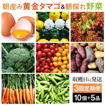 【全3回定期便】糸島の朝産み黄金タマゴ10個 朝どれ新鮮野菜5品セット 糸島産 [AGE047]