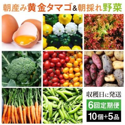 【全6回定期便】糸島の朝産み黄金タマゴ10個 朝どれ新鮮野菜5品セット 糸島産 [AGE048]