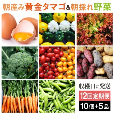 【全12回定期便】糸島の朝産み黄金タマゴ10個 朝どれ新鮮野菜5品セット 糸島産 [AGE049]
