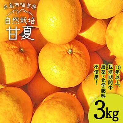 甘夏 3kg 【栽培期間中農薬・化学肥料不使用】 糸島市/大石ファーム [ATE043]
