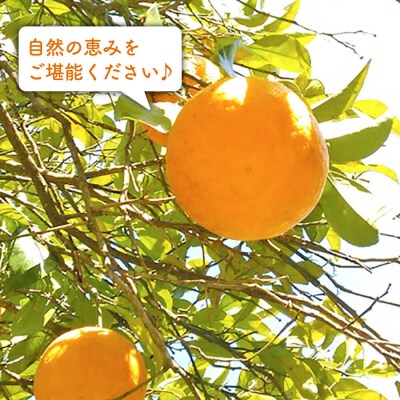 甘夏 3kg 【栽培期間中農薬・化学肥料不使用】 糸島市/大石ファーム [ATE043]