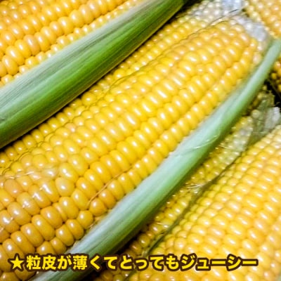 糸島産 トウモロコシ「もきっこ」黄(10本前後) 糸島市/内田農業[AZH001]