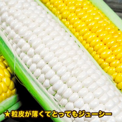 糸島産 トウモロコシ「もきっこ」白黄ミックス(10本前後)糸島市/内田農業[AZH003]