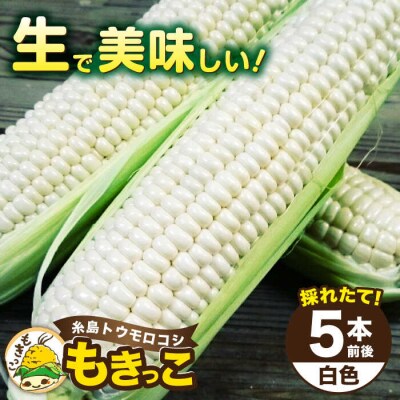 糸島産 トウモロコシ 「もきっこ」 白 (5本前後) 内田農業 とうもろこし コーン[AZH005]