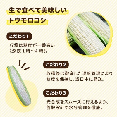 糸島産 トウモロコシ 「もきっこ」 白 (5本前後) 内田農業 とうもろこし コーン[AZH005]
