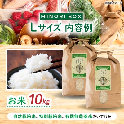全4回定期便】糸島産 魚 米 野菜 果物 厳選合わせ Lサイズ