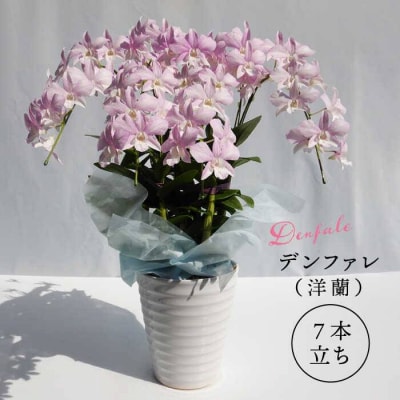 【10セット限定】デンファレ(洋蘭)7本立ち《糸島》【和饗エコファーム株式会社】[AVI002]