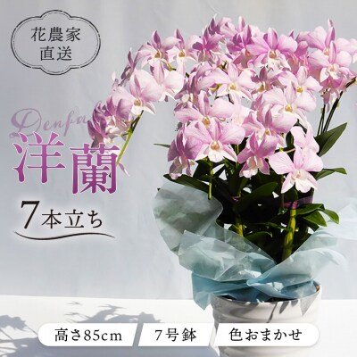 【ギフトに】デンファレ(洋蘭)7本立ち 糸島市/和饗エコファーム株式会社 [AVI002]