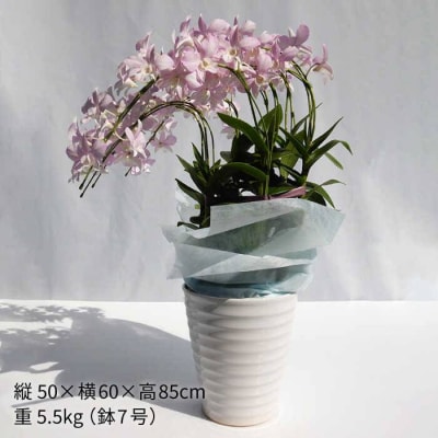 【10セット限定】デンファレ(洋蘭)7本立ち《糸島》【和饗エコファーム株式会社】[AVI002]