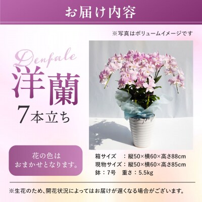 【ギフトに】デンファレ(洋蘭)7本立ち 糸島市/和饗エコファーム株式会社 [AVI002]