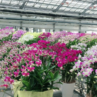 【10セット限定】デンファレ(洋蘭)7本立ち《糸島》【和饗エコファーム株式会社】[AVI002]