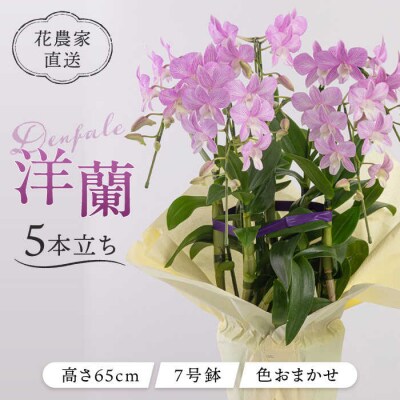 【30セット限定】デンファレ(洋蘭)5本立ち《糸島》【和饗エコファーム株式会社】[AVI003]