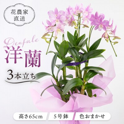 【ギフトに】デンファレ(洋蘭)3本立ち 糸島市/和饗エコファーム株式会社 [AVI004]