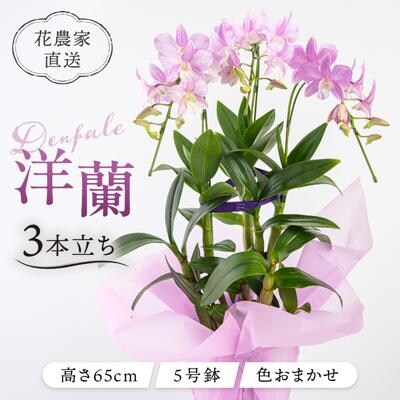 【ギフトに】デンファレ(洋蘭)3本立ち 糸島市/和饗エコファーム株式会社 [AVI004]